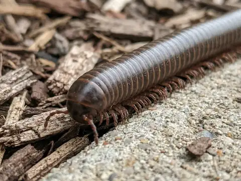 A macro closeup of a millipede crawling across wood mulch and gravel