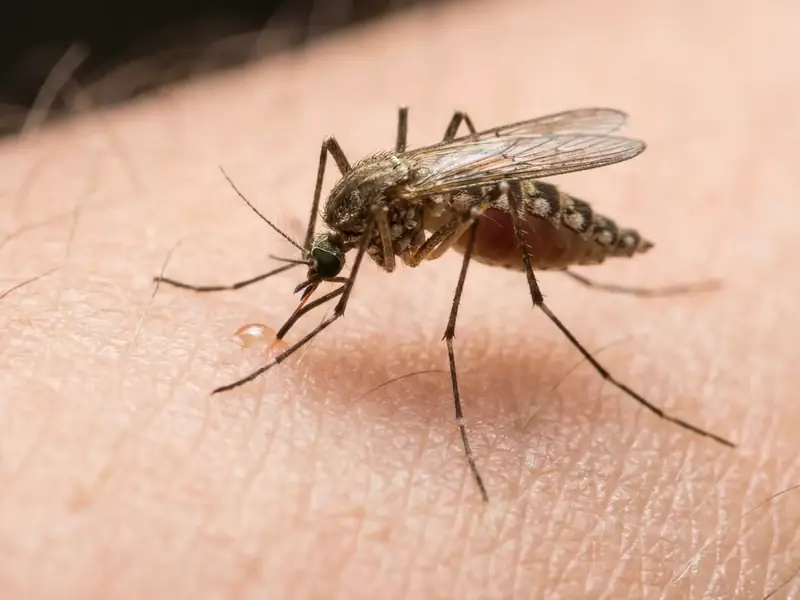 Macro closeup of a mosquito biting human skin with its proboscis inserted and a visible droplet