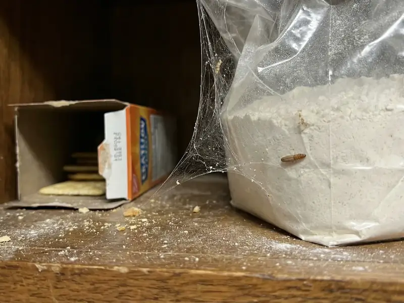 A torn open box of pantry goods with pantry moth larvae and webbing spilling out onto a wooden shelf
