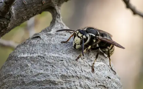 Gray football-shaped bald-faced hornet nest hanging from a tree branch in an Idaho backyard