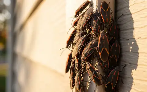 Box elder bugs clustering on a sun-facing wall of a Boise home ahead of the fall swarm into Treasure Valley houses