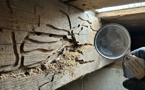 Carpenter ant damage in wood - identification guide for Idaho homes