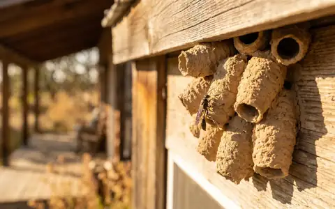 Cluster of mud dauber wasp mud tubes built side by side under the eave of a Boise Idaho home