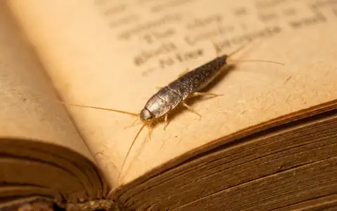 Silverfish insect crawling on paper in a Boise home bathroom