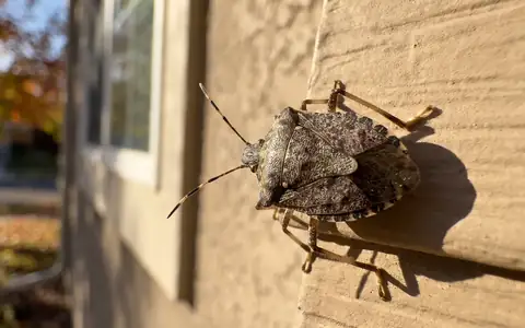 Brown marmorated stink bug on the sunlit siding of a Boise Idaho home during the fall overwintering push