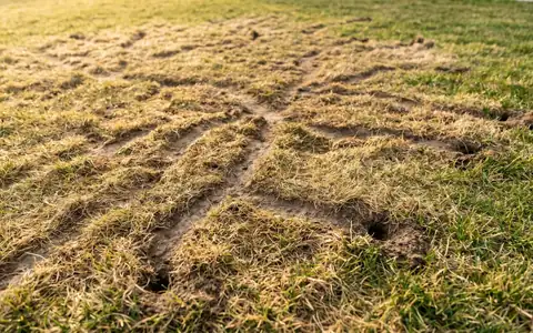 Vole damage on a Treasure Valley lawn showing the winding surface trails left after spring snowmelt