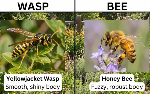 Wasp, bee, and hornet identification guide for Idaho homeowners