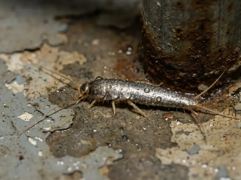Macro closeup of a silverfish on concrete near a metal pipe