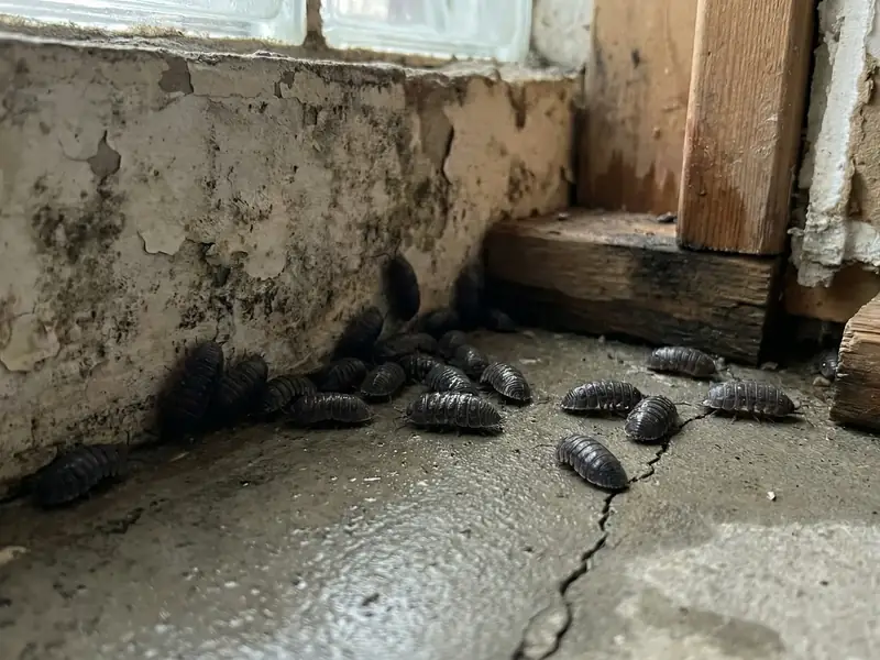 Close-up of several sowbugs/pillbugs along a damp basement wall crack near a window