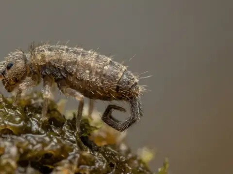 Extreme macro close-up of a springtail on a wet, blurred green surface