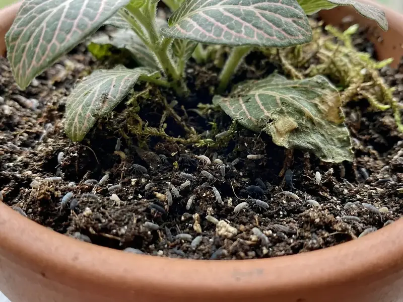 Close-up of springtails on the soil and leaves of a potted houseplant