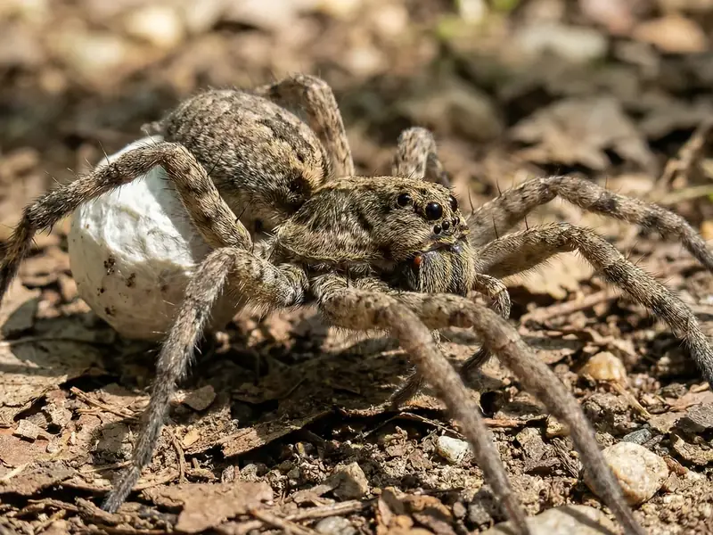 Close-up of a wolf spider carrying a white egg sac on the ground among leaf litter and small rocks