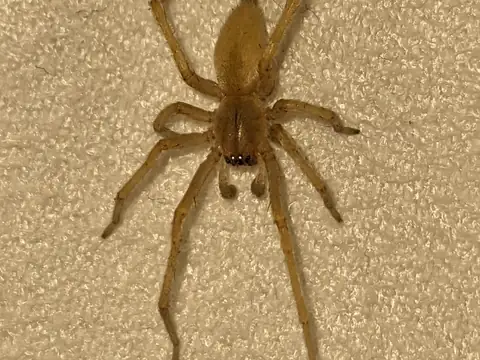 Extreme macro close-up of a yellow sac spider on a light tan textured surface, used as a pest identification reference photo