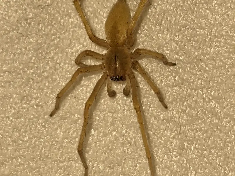 Extreme macro close-up of a yellow sac spider on a light tan textured surface, used as a pest identification reference photo