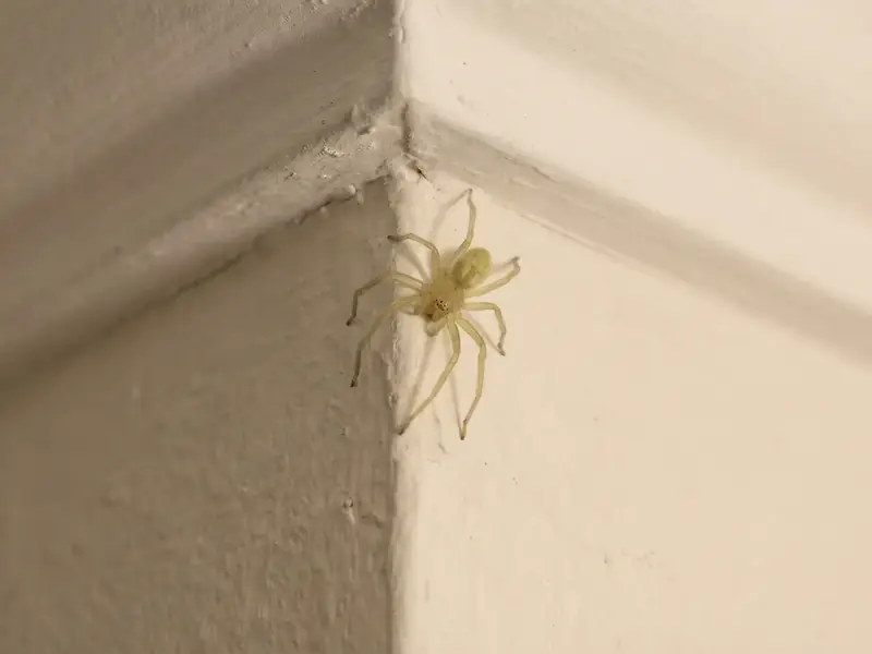 A pale yellowish spider sits in the corner where a white wall meets the ceiling, casting a shadow