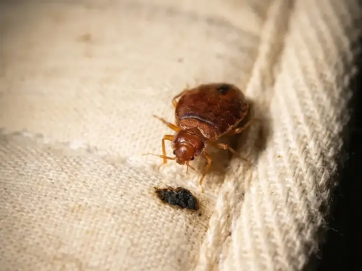 A bed bug on a mattress seam