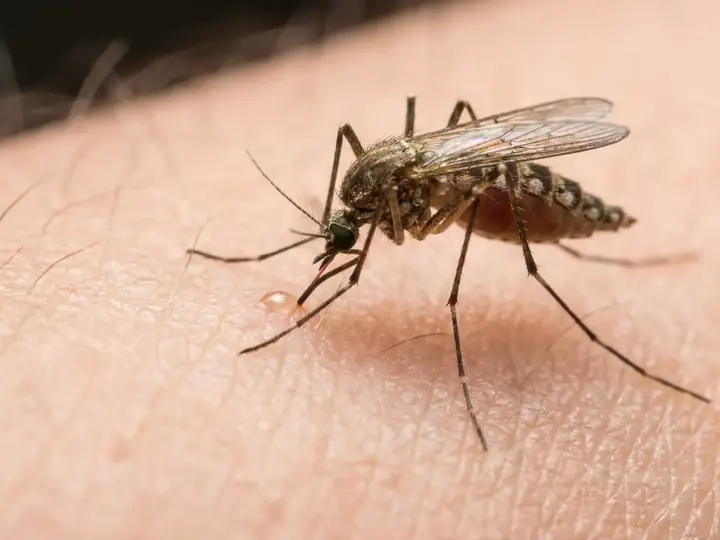 A mosquito biting human skin