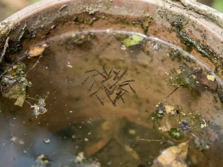 Mosquito larvae in a container of standing water