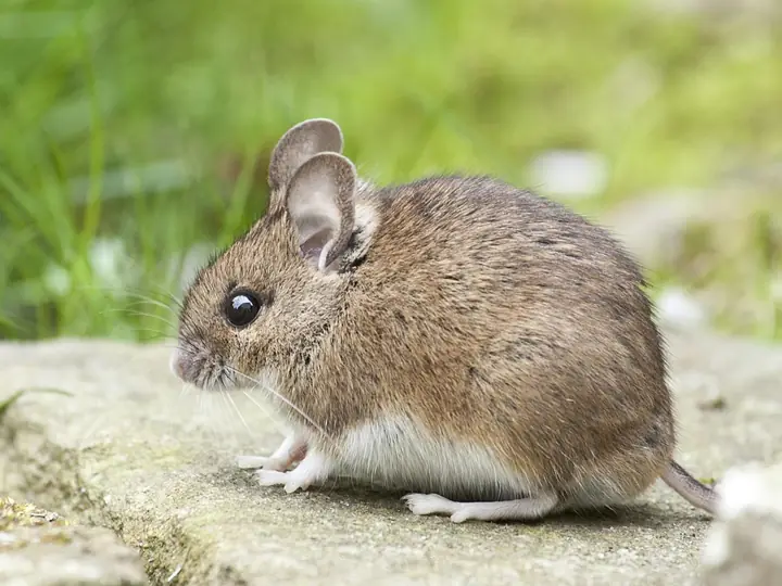 A deer mouse on a rock, large ears and white belly