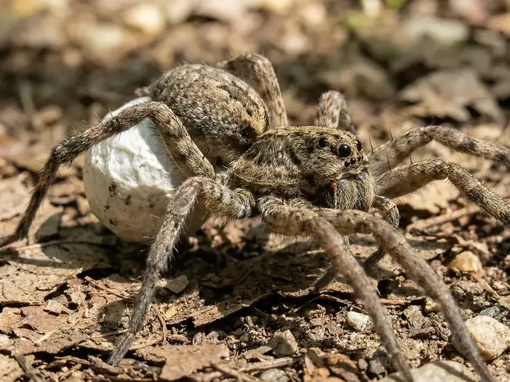 A wolf spider carrying a white egg sac among leaf litter