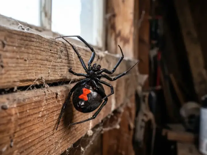 A black widow spider with a red hourglass on its web in a garage