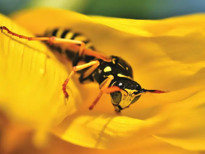 A wasp crawling across a yellow flower petal